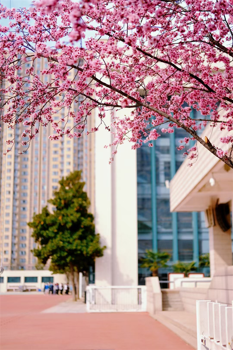 图片1：校园春色.jpg
